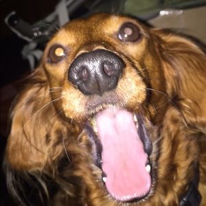 Meet your Posher, Alaina